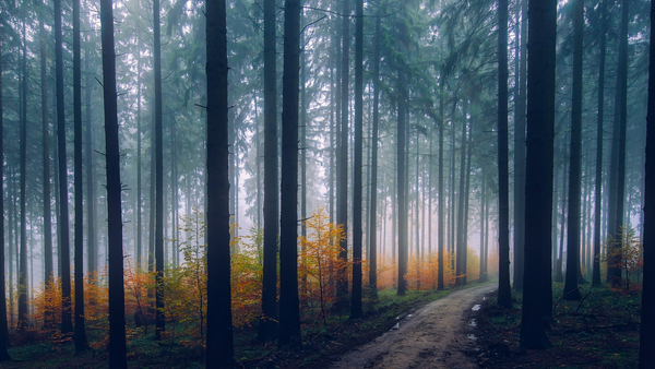 trees in woods